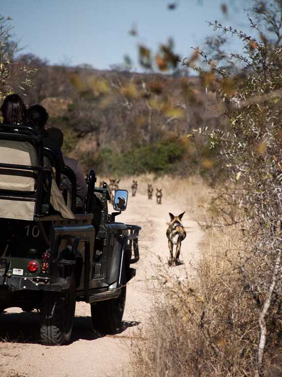 Following wild dogs at Singita