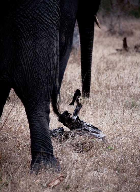 A fork tailed drongo between an elephants legs