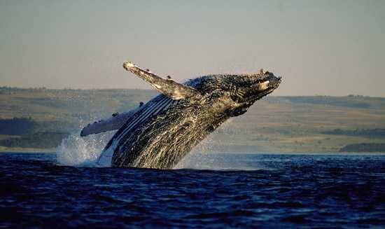 Spot whales along the Garden Route