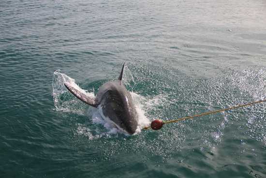 The great white shark forms part of the Marine 5.