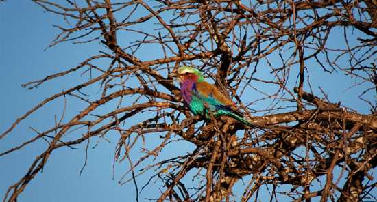 Lilac breasted roller