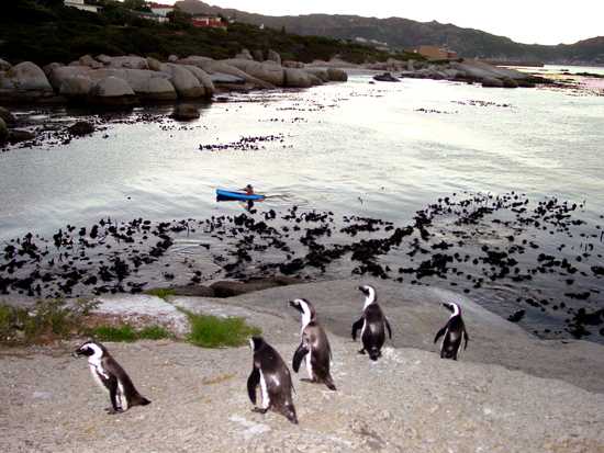 Kayak through the water with penguins by your side at Boulders Beach