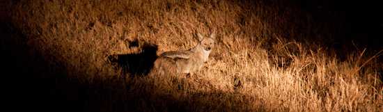 Side striped jackal