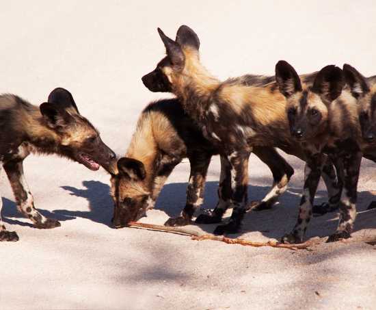 Wild dog pups