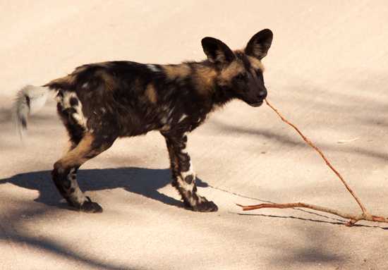 Wild dog