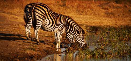 Zebra drinking at Singita Ebony Lodge