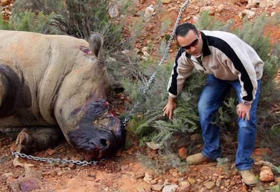 The gruesome reality of rhino poaching