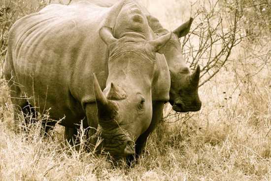 Spot black and white rhinos at Royal Malewane