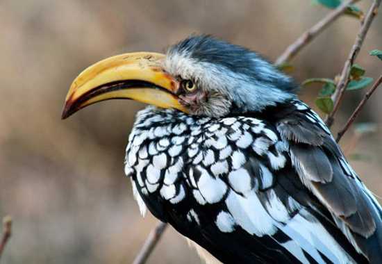 Southern Yellow-billed Hornbill 