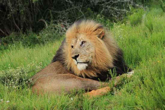 A male lion lies in the bush