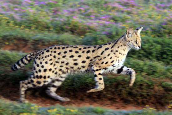 Go on safari along the Garden Route