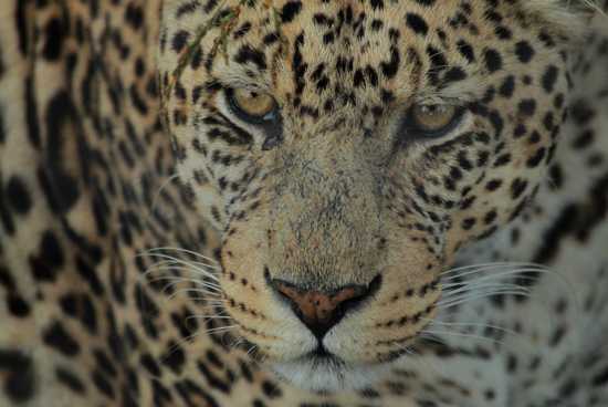 Leopard at Shamwari's Born Free Centre