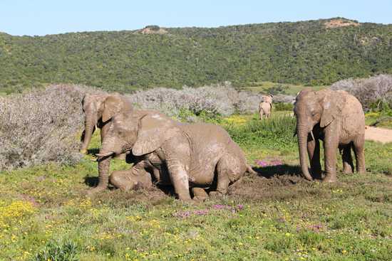 A herd of elephants in the Garden Route