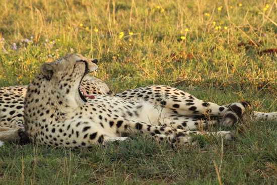 Cheetah yawning in Shamwari