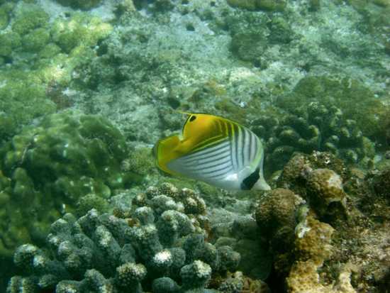 Enjoy a spot of snorkelling