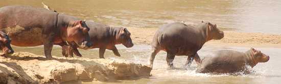 See various game in the wilderness of Zambia