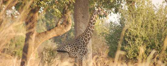 Look our for giraafe and other animals in the Zambian wilderness