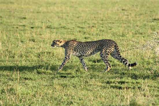 Cheetah in the wild