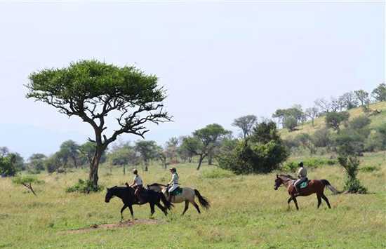 Go horse riding in the wild