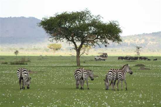 Serengeti wildlife