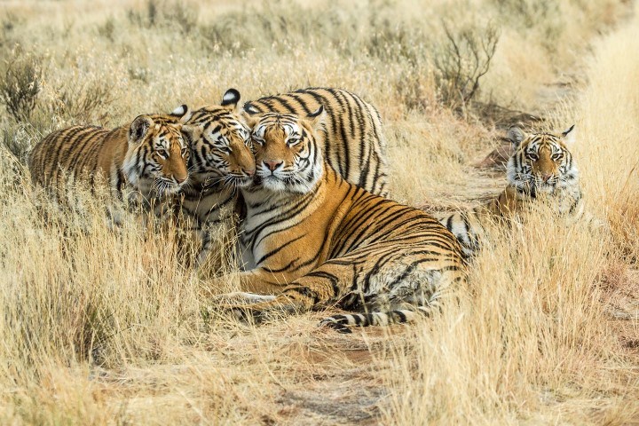 Drei Tiger liegen im afrikanischen Busch und kuscheln miteinander