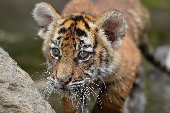 Nahaufnahme eines Tigerbabys