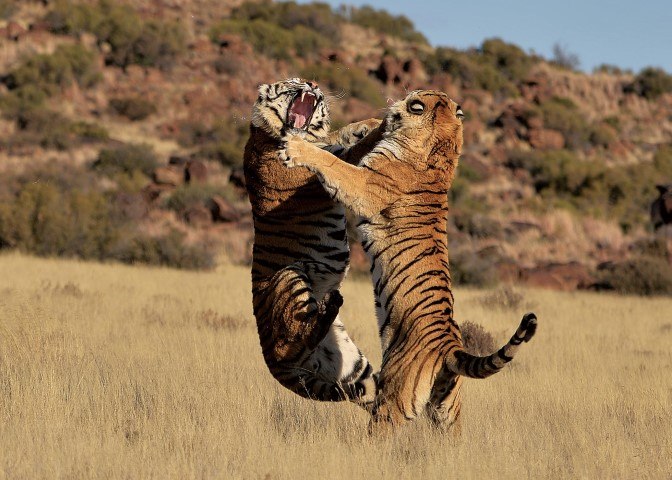 Zwei Tiger springen bei einem Kampf im afrikanischen Busch in die Luft