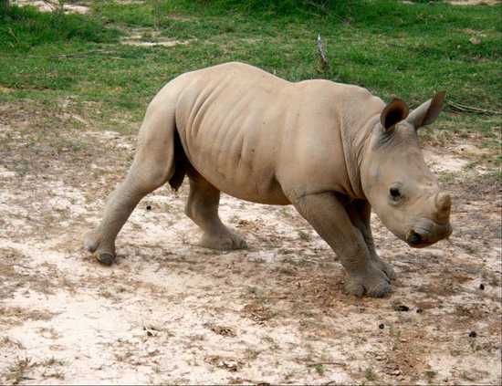 A 5 Month old rhino cub in the wild