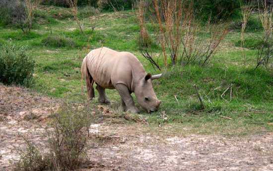 5 Month old Rhino