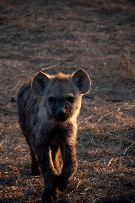 A wild dog pup in the wild