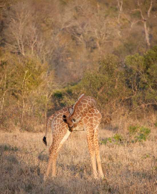 Baby giraffe