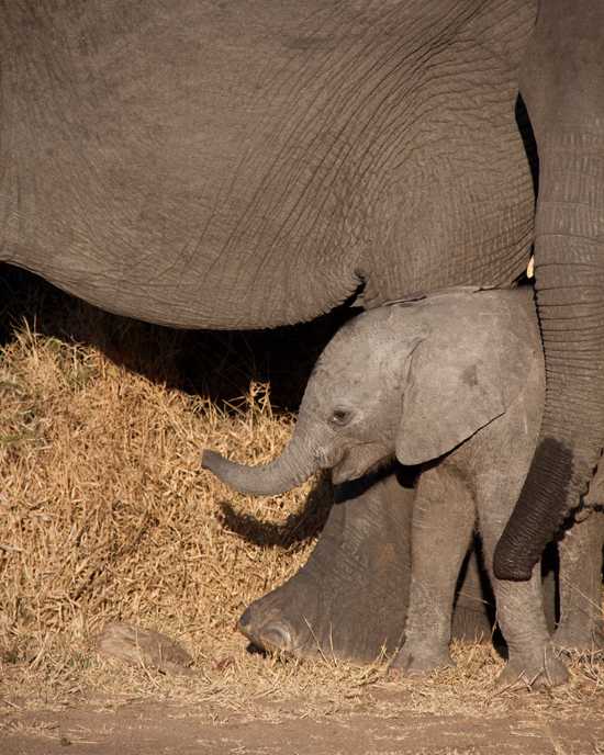 An elephant mom and calf cuddle close