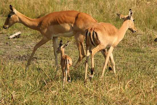 It's Impala Lambing Season