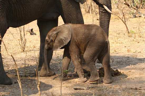 An elephant calf stays close to Mom