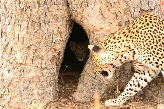 A camera-shy leopard cub