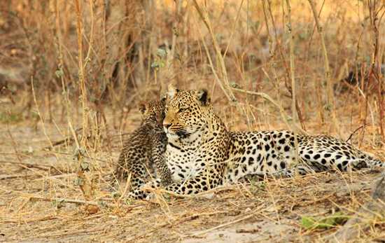 A leopard family snuggle up close