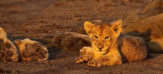 Little lion cub basking in the last sun rays