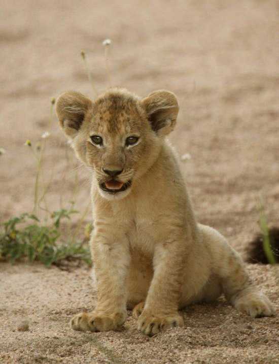 Lion cub taken by David Ryan on Safari at Londolozi