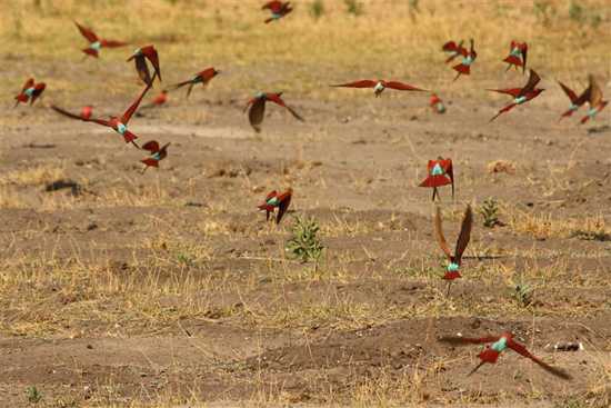 The birdlife in Botswana is incredible!