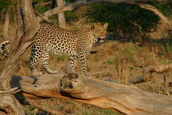 A leopard looks out over the bush