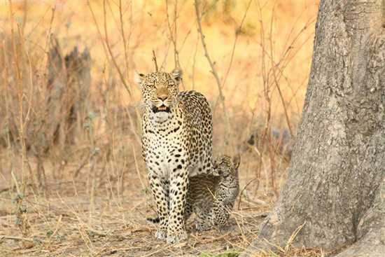 Leopard Mom and Cub