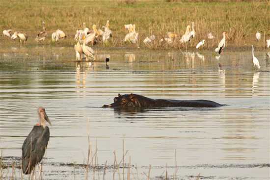 Look out for the hippos!