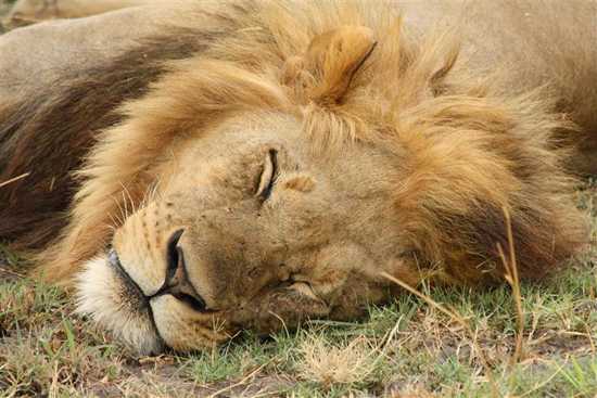 Let sleeping lions lie