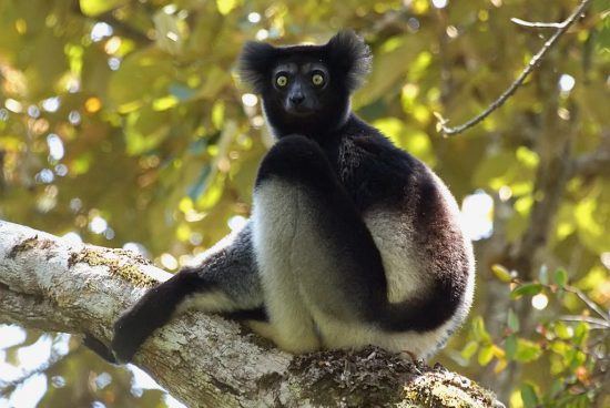 The strange and wonderful Indri in Madagascar