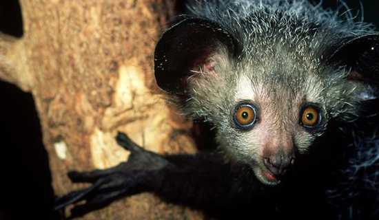 The Aye-Aye of Madagascar