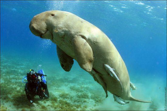 One can see dugong at the Bazaruto Archipelago in Mozambique 