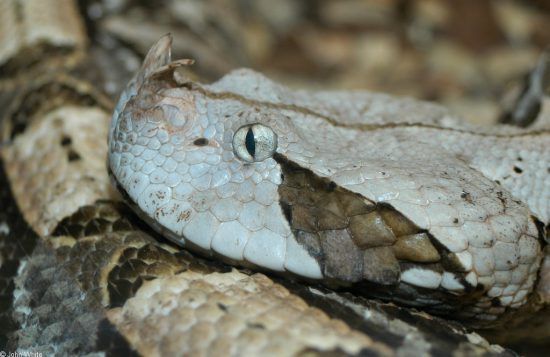 Close-up of the details of the Gaboon Adder