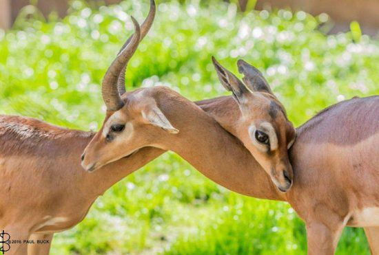 Gerenuk (waller’s gazelle) is found in East Africa