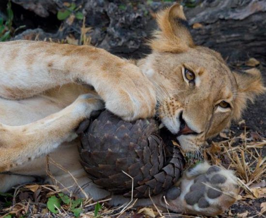 A lion has a go at a pangolin