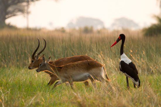 Red Lechwe in Botswana 